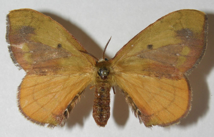 Figura 8. Adulto de <i>Anticla antica</i> (Bombycidae), hembra vista dorsal, localidad Sendero Cuestona Sector Pitilla ACG (640m). Voucher: 11-SRNP-32110-DHJ553700.jpg.