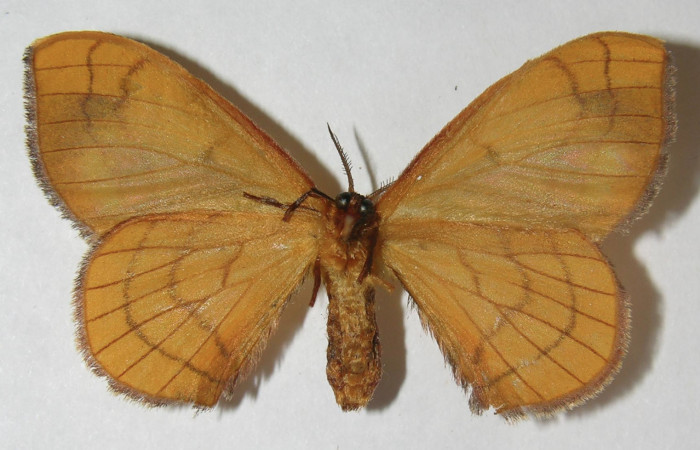 Figura 9. Adulto de <i>Anticla antica</i> (Bombycidae), hembra vista ventral, localidad Sendero Cuestona Sector Pitilla ACG (640m). Voucher: 11-SRNP-32110-DHJ553701.jpg.