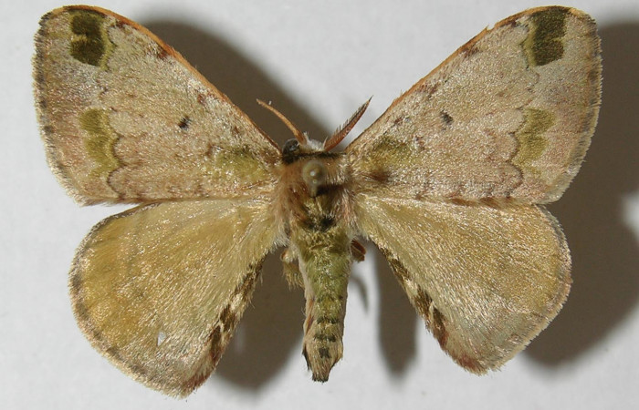 Figura 10. Adulto de <i>Anticla antica</i> (Bombycidae), macho vista dorsal, localidad Sendero Evangelista Sector Pitilla ACG (660m). Voucher: 12-SRNP-31004-DHJ565168.jpg.