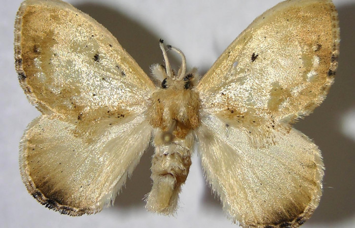 Figura 1. Adulto de <i>Minacraga plata</i> (Dalceridae), vista dorsal, localidad Quebrada Trigal Sector Del Oro ACG (290m). Voucher: 06-SRNP-22717-DHJ359854.jpg.