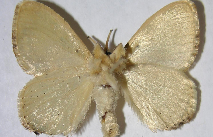 Figura 11. Adulto de <i>Minacraga plata</i> (Dalceridae), hembra vista ventral, localidad Quebrada Trigal Sector Del Oro ACG (290m). Voucher: 06-SRNP-22731-DHJ359851.jpg.