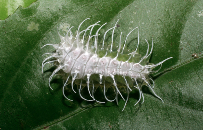 Figura 4. Larva <i>Minacraga plata</i> (Dalceridae), último estadío (U) vista dorsal, localidad Estación Biológica Quica Sector Pitilla ACG (470m). Voucher: 09-SRNP-31261-DHJ458449.jpg.