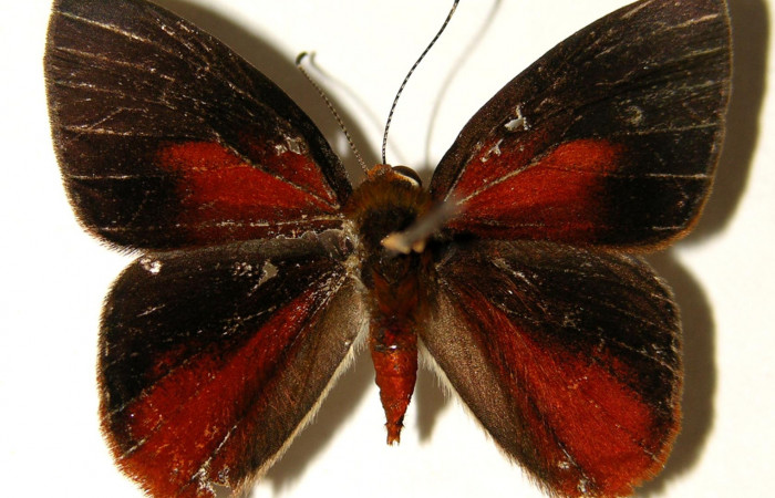 Figura 19. Adulto de <i>Euselasia mystica</i> (Riodinidae), macho vista dorsal, localidad Quebrada Raíz Sector Del Oro ACG (280m). Voucher: 02-SRNP-27495-DHJ91964.jpg.