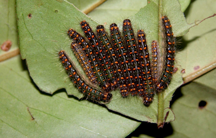 Figura 16. Larvas <i>Euselasia mystica</i> (Riodinidae), vista dorsal, localidad Sendero Nayo Sector Cacao ACG (1090m). Voucher: 03-SRNP-3368-DHJ402269.jpg.