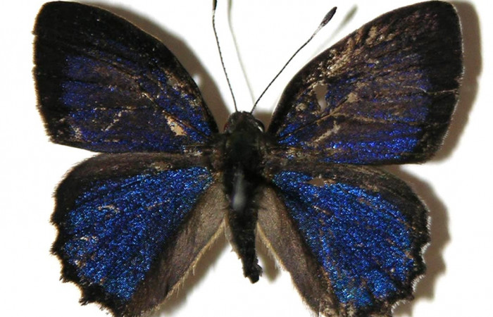 Figura 29. Adulto de <i>Euselasia pellonia</i> (Riodinidae), macho vista dorsal, localidad Sendero Huerta Sector San Cristóbal ACG (527m). Voucher: 04-SRNP-2587-DHJ307426.jpg.