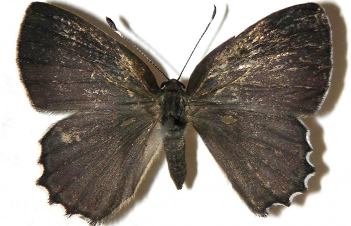 Figura 31. Adulto de <i>Euselasia pellonia</i> (Riodinidae), hembra vista dorsal, localidad Sendero Huerta Sector San Cristóbal ACG (527m). Voucher: 04-SRNP-2592-DHJ307418.jpg.