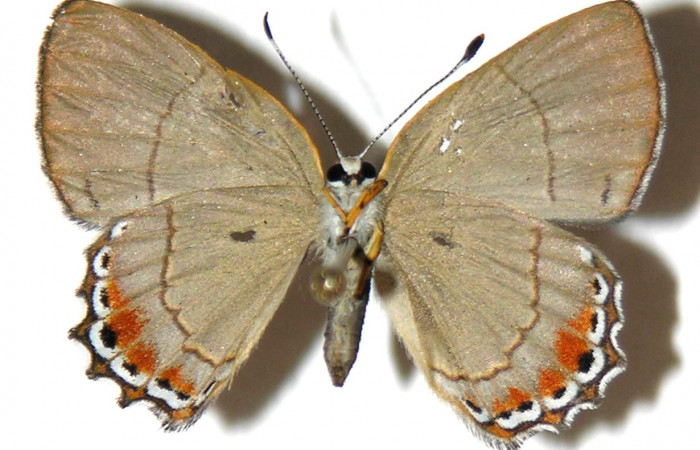 Figura 32. Adulto de <i>Euselasia pellonia</i> (Riodinidae), hembra vista ventral, localidad Sendero Huerta Sector San Cristóbal ACG (527m). Voucher: 04-SRNP-2592-DHJ307419.jpg.