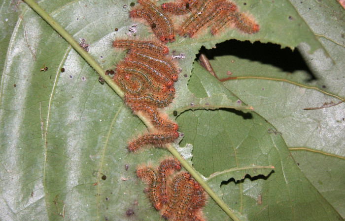 Figura 27. Larvas <i>Euselasia pellonia</i> (Riodinidae), vista dorsal, localidad Sendero Huerta Sector San Cristóbal ACG (527m). Voucher: 04-SRNP-2598-DHJ444610.jpg.