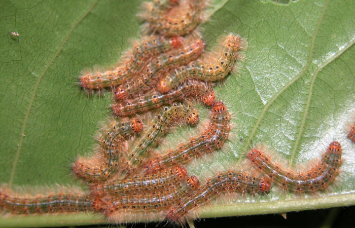 Figura 28. Larvas <i>Euselasia pellonia</i> (Riodinidae), vista dorsal, localidad Sendero Huerta Sector San Cristóbal ACG (527m). Voucher: 04-SRNP-2598-DHJ444611.jpg.