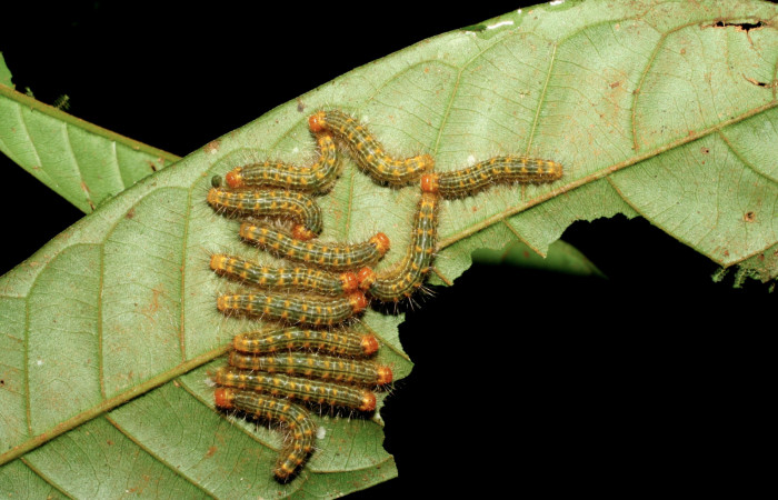 Figura 21. Larvas <i>Euselasia hygenius</i> (Riodinidae), vista dorsal, localidad Sendero Naciente Sector Pitilla ACG (700m). Voucher: 06-SRNP-32091-DHJ413206.jpg.