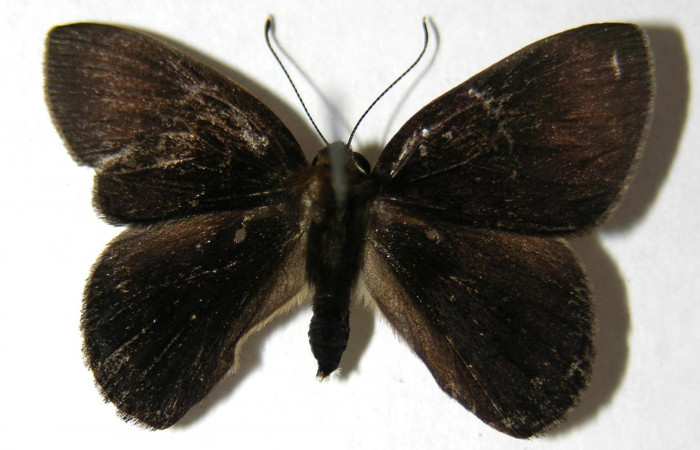 Figura 23. Adulto de <i>Euselasia hygenius</i> (Riodinidae), macho vista dorsal, localidad Sendero Naciente Sector Pitilla ACG (700m). Voucher: 06-SRNP-32099-DHJ351040.jpg.