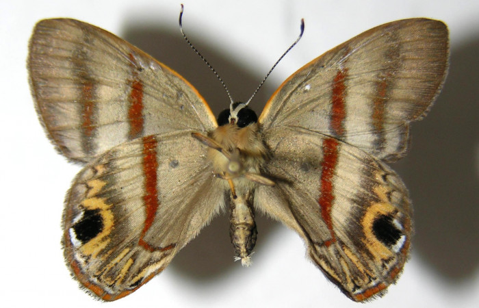 Figura 24. Adulto de <i>Euselasia hygenius</i> (Riodinidae), macho vista ventral, localidad Sendero Naciente Sector Pitilla ACG (700m). Voucher: 06-SRNP-32099-DHJ351041.jpg.