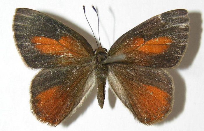 Figura 17. Adulto de <i>Euselasia mystica</i> (Riodinidae), hembra vista dorsal, localidad Sendero Anonas Sector Rincón Rain Forest ACG (405m). Voucher: 06-SRNP-40257-DHJ343136.jpg.