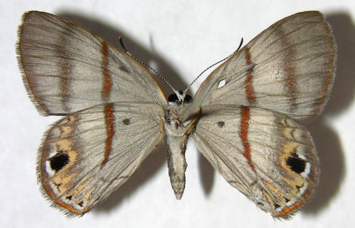 Figura 26. Adulto de <i>Euselasia hygenuis</i> (Riodinidae), hembra vista ventral, localidad Pasmompa Sector Pitilla ACG (440m). Voucher: 07-SRNP-30846-DHJ362415.jpg.