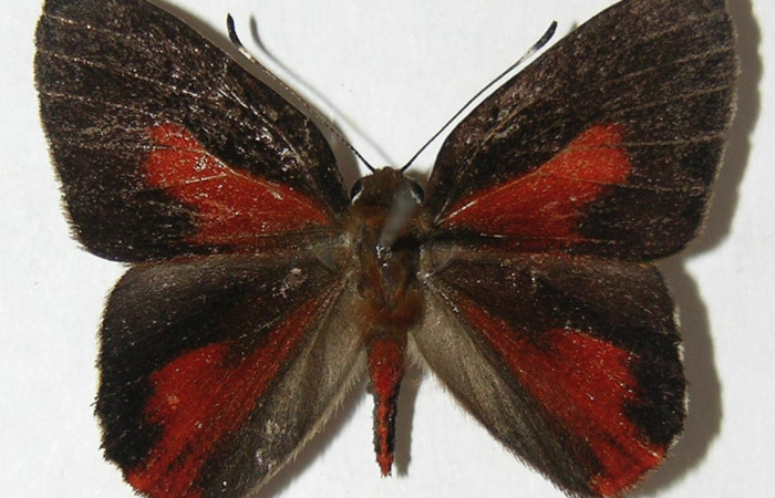 Figura 1. Adulto de <i>Euselasia amphidecta</i> (Riodinidae), hembra vista dorsal, localidad Quebradona Estación Biológica Quica Sector Pitilla ACG (475m). Voucher: 09-SRNP-70434-DHJ507110.jpg.