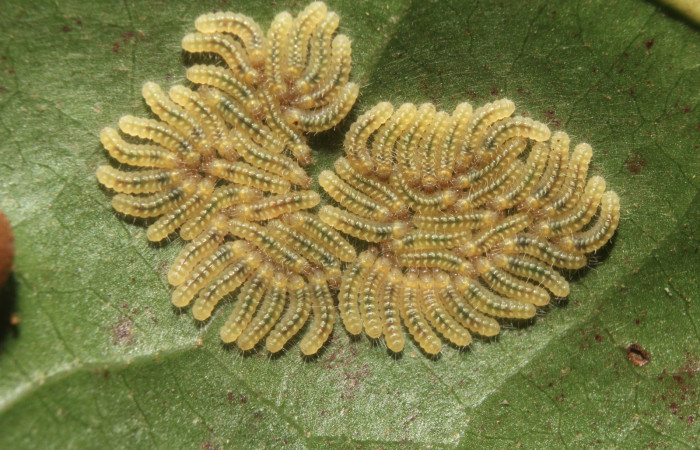 Figura 5. Larvitas <i>Euselasia amphidecta</i> (Riodinidae), en primer (I) estadío vista dorsal, localidad Medrano Estación Biológica Quica Sector Pitilla ACG (380m). Voucher: 17-SRNP-72596-DHJ738940.jpg.