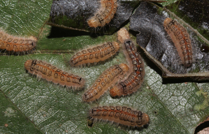 Figura 8. Larvas <i>Euselasia amphidecta</i> (Riodinidae), en estado de prepupa vista dorsal, localidad Medrano Estación Biológica Quica Sector Pitilla ACG (380m). Voucher: 17-SRNP-72596-DHJ741065.jpg.