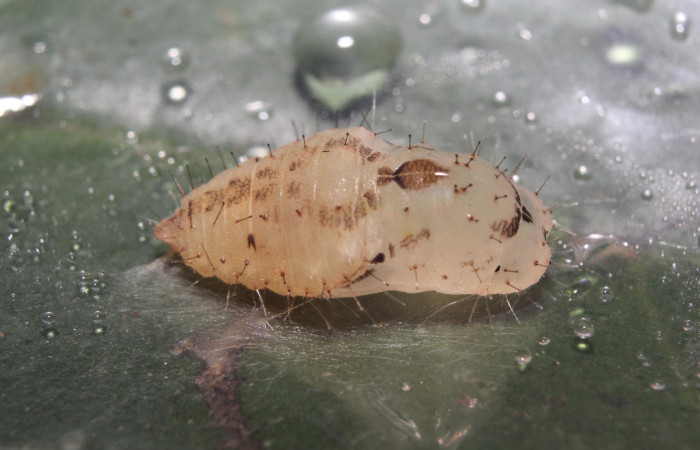 Figura 10. Pupa de <i>Euselasia amphidecta</i> (Riodinidae), vista lateral, localidad Medrano Estación Biológica Quica Sector Pitilla ACG (380m). Voucher: 17-SRNP-72596-DHJ741066.jpg.