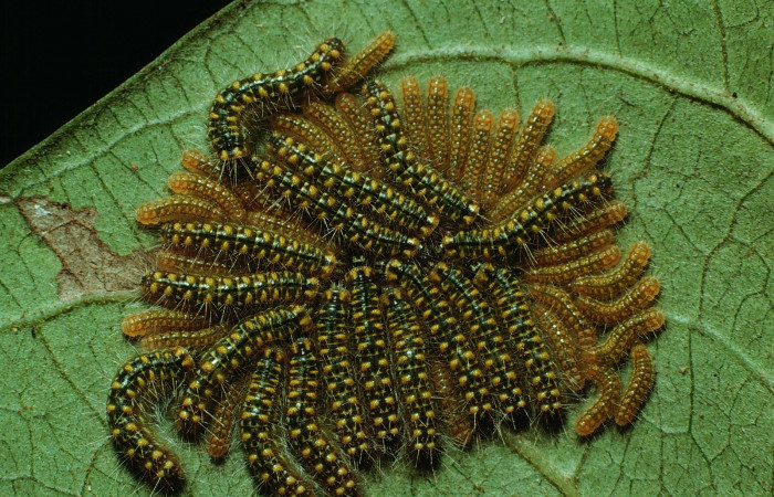 Figura 15. Larvas <i>Euselasia mystica</i> (Riodinidae), vista dorsal, localidad Quebrada Guapote Sector Santa Rosa ACG (240m). Voucher: 83-SRNP-1262-DHJ6261.jpg.