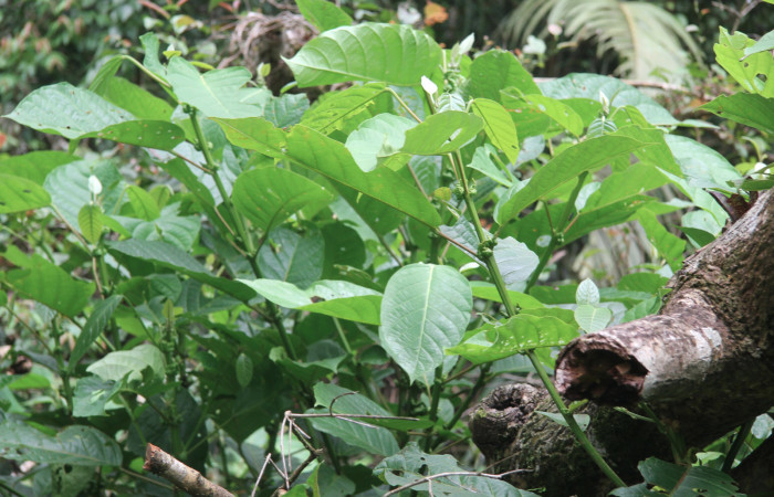 Figura 33. Planta hospedera de <i>Euselasia amphidecta</i> (Riodinidae), planta llamada <i>Hieronyma oblonga</i> (Phyllantaceae), localidad Quebradona Estación Biológica Quica, Sector Pitilla ACG (475m), foto: Ricardo Calero 05 Setiembre 2017.