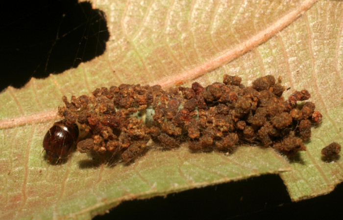 Figura 3. Larva <i>Gonioterma anna</i> (Depressariidae), penúltimo estadío (PU) vista camuflaje, localidad Sendero Llano Sector Rincón Rain Forest ACG (400m). Voucher: 06-SRNP-44082-DHJ417440. jpg.