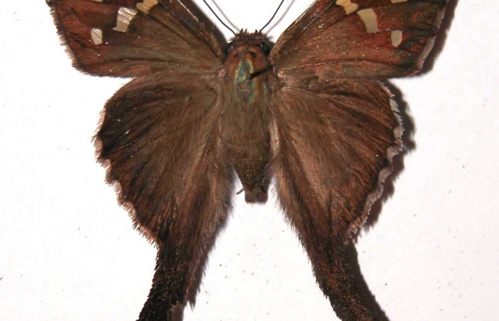 Figura 7. Adulto de <i>Chioides catillus</i> (Hesperiidae), macho vista dorsal, localidad Camino Mangos Sector Del Oro ACG (480m). Voucher: 03-SRNP-1498-DHJ36580.jpg.