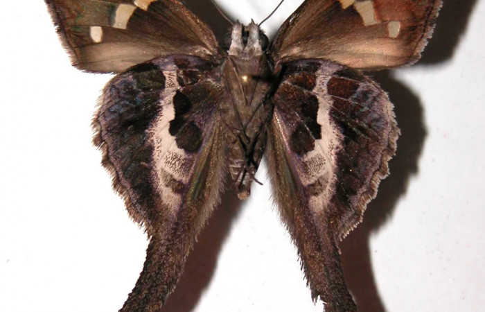 Figura 8. Adulto de <i>Chioides catillus</i> (Hesperiidae), macho vista ventral, localidad Camino Mangos Sector Del Oro ACG (480m). Voucher: 03-SRNP-1498-DHJ36581.jpg.
