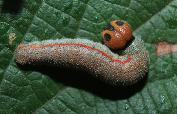 Figura 3. Larva <i>Chioides catillus</i> (Hesperiidae), penúltimo estadío (PU) vista dorsal, localidad Coneja Estación Quica Sector Pitilla ACG (415m). Voucher: 15-SRNP-70766-DHJ727264.jpg.