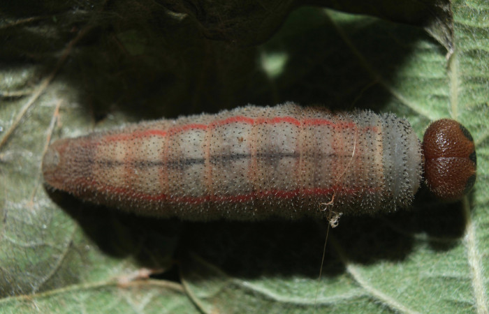 Figura 5. Larva <i>Chioides catillus</i> (Hesperiidae), en estado de prepupa vista dorsal, localidad Coneja Estación Quica Sector Pitilla ACG (415m). Voucher: 15-SRNP-70766-DHJ727298.jpg.