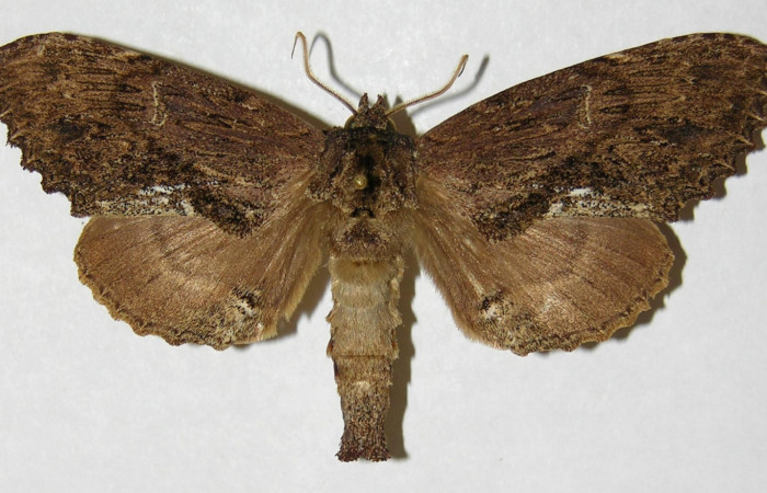 Figura 17. Adulto de <i>Naprepa flexifera</i> (Notodontidae), macho vista dorsal, localidad Estación Biológica Cacao Sector Cacao ACG (1150m). Voucher: 03-SRNP-23081-DHJ310394.jpg.