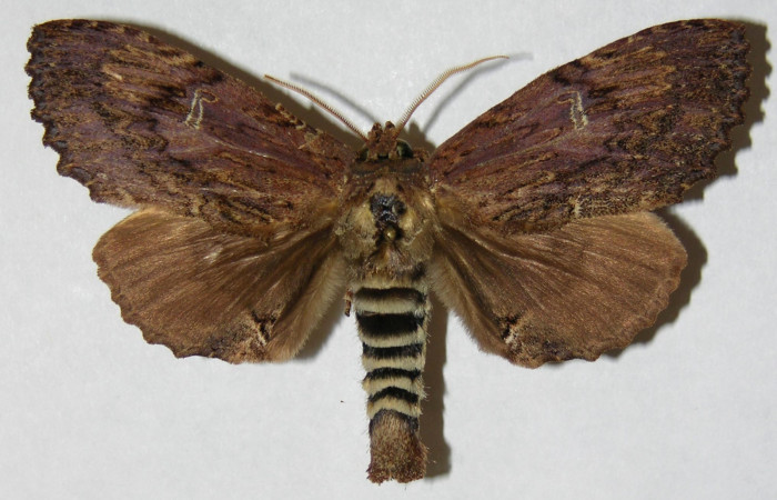 Figura 6. Adulto de <i>Naprepa cyllota</i> (Notodontidae), hembra vista dorsal, localidad Sendero Huerta Sector San Cristóbal ACG (527m). Voucher: 05-SRNP-1270-DHJ310532.jpg.