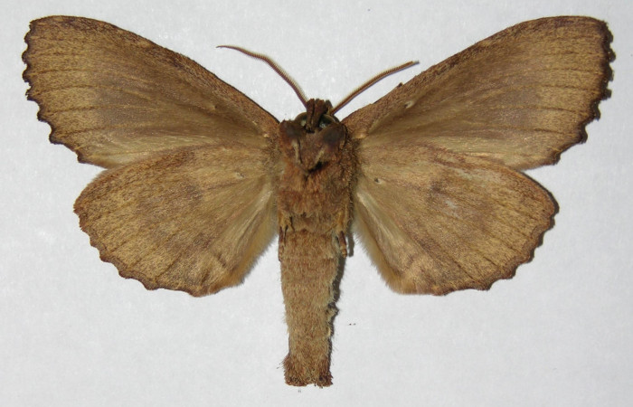 Figura 7. Adulto de <i>Naprepa cyllota</i> (Notodontidae), hembra vista ventral, localidad Sendero Huerta Sector San Cristóbal ACG (527m). Voucher: 05-SRNP-1270-DHJ310533.jpg.