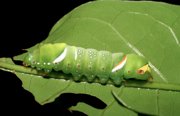 Figura 3. Larva <i>Naprepa cyllota</i> (Notodontidae), penúltimo estadío (PU) vista lateral, localidad Sendero Huerta Sector Cristóbal ACG (527m). Voucher: 07-SRNP-1041-DHJ447559.jpg.