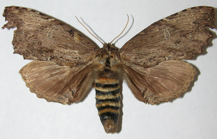 Figura 8. Adulto de <i>Naprepa cyllota</i> (Notodontidae), macho vista dorsal, localidad Sendero Evangelista Sector Pitilla ACG (660m). Voucher: 08-SRNP-31033-DHJ399332.jpg.