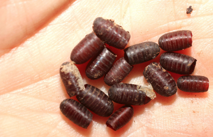 Figura 14. Restos de puparios de parásitos <i>Winthemia</i> Wood11DHJ01 (Tachinidae) que ataca <i>Naprepa cyllota</i> (Notodontidae), localidad Quebradona Estación Biológica Quica, Sector Pitilla ACG (475m). Voucher: 10-SRNP-71595-DHJ498378.jpg.