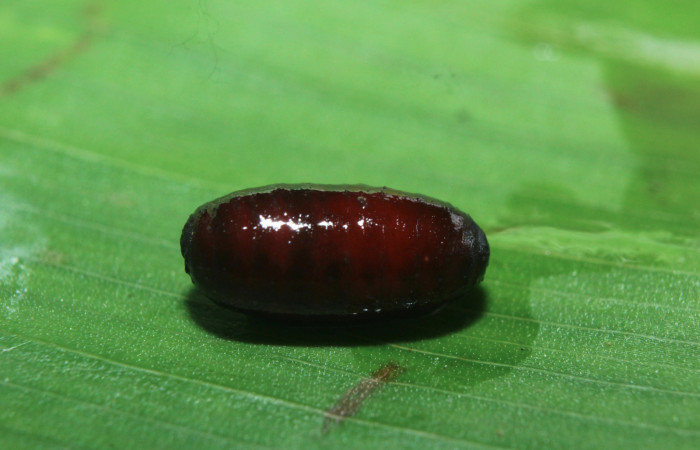 Figura 13. Pupario de parásito Tachinidae que ataca a <i>Naprepa cyllota</i> (Notodontidae), localidad Estación Biológica Quica Sector Pitilla ACG (470m). Voucher: 16-SRNP-71053-DHJ733119.jpg.