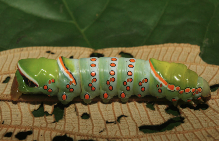 Figura 16. Larva <i>Naprepa flexifera</i> (Notodontidae), último estadío (U) vista lateral, localidad Estación Biológica Quica Sector Pitilla ACG (470m). Voucher: 17-SRNP-72292-DHJ738724.jpg.