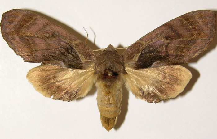 Figura 7. Adulto de <i>Crinodes besckei</i> (Notodontidae), hembra vista dorsal, localidad Finca Araya Sector El Hacha ACG (295m). Voucher: 02-SRNP-16606-DHJ300840.jpg.