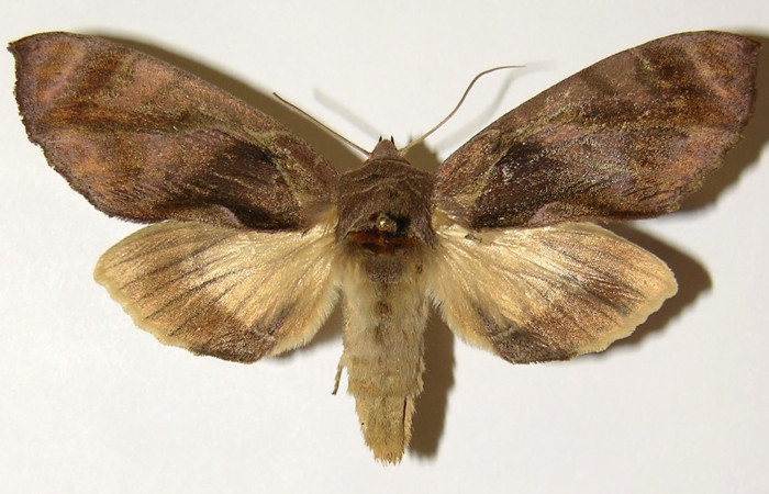 Figura 1. Adulto de <i>Crinodes besckei</i> (Notodontidae) vista dorsal, localidad Quebrada Romero Sector Del Oro ACG (490m). Voucher: 04-SRNP-22545-DHJ300846.jpg.