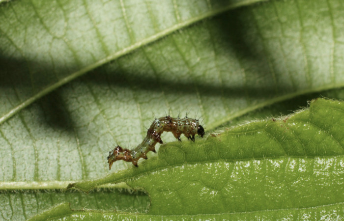 Figura 2. Larva <i>Crinodes besckei</i> (Notodontidae), segundo estadío (II) vista lateral, localidad Area Administrativa Sector Santa Rosa ACG (295m). Voucher: 12-SRNP-13023-DHJ498619.jpg.