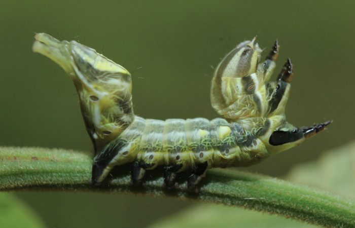 Figura 3. Larva <i>Crinodes besckei</i> (Notodontidae), penúltimo estadío (PU) vista lateral, localidad Medrano Estación Quica Sector Pitilla ACG (380m). Voucher: 15-SRNP-71120-DHJ727534.jpg.