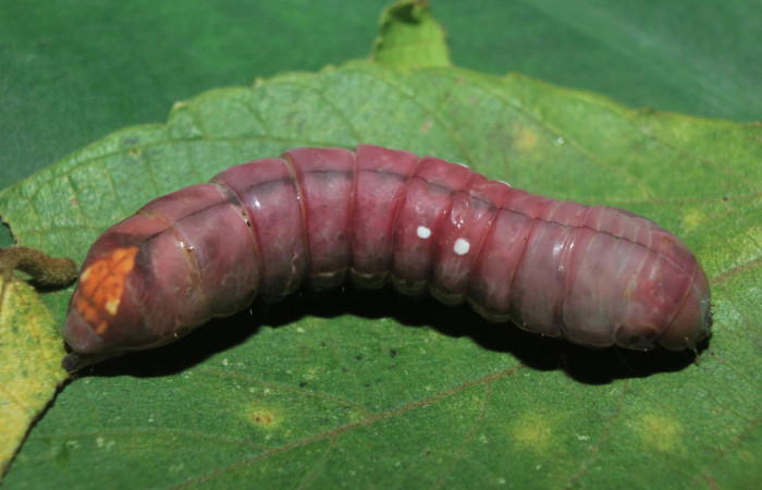 Figura 5. Larva <i>Crinodes besckei</i> (Notodontidae), en estado de prepupa vista dorsal, localidad Medrano Estación Quica Sector Pitilla ACG (380m). Voucher: 15-SRNP-71120-DHJ727585.jpg.