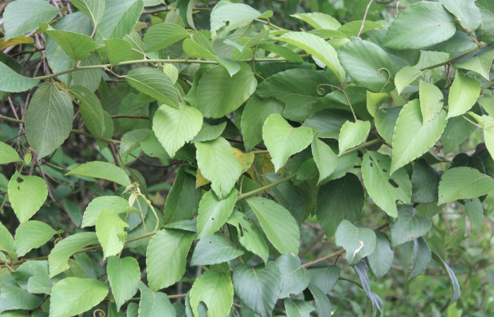 Figura 11. Planta hospedera de <i>Crinodes besckei</i> (Notodontidae), esta planta se llama <i>Gouania polygama</i> (Rhamnaceae), localidad Estación Quica Sector Pitilla ACG (470m).