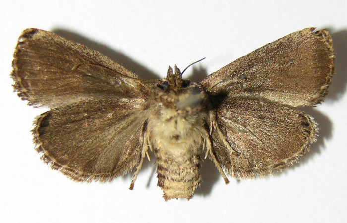 Figura 9. Adulto de <i>Venadicodia caneti</i> (Limacodidae), hembra vista ventral, localidad Puente Palma, Sector San Cristóbal ACG (460m). Voucher: 05-SRNP-7104-DHJ337157.jpg.