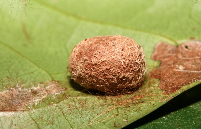 Figura 7. Capullo <i>Venadicodia caneti</i> (Limacodidae), vista lateral, localidad Medrano, Estación Biológica Quica Sector Pitilla ACG (380m). Voucher: 13-SRNP-71767-DHJ703385.jpg.