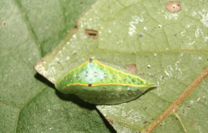 Figura 2. Larva <i>Venadicodia caneti</i> (Limacodidae), tercer estadío (PPU) vista dorsal, localidad Medrano, Estación Biológica Quica Sector Pitilla ACG (380m).  Voucher: 13-SRNP-71771-DHJ703394.jpg.