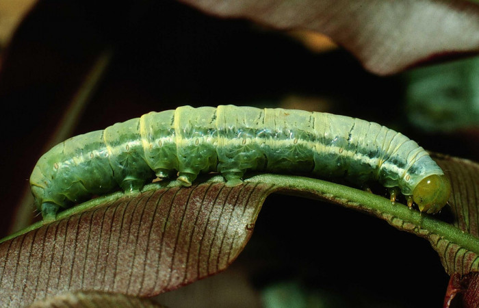 Fig. 15 Lateral entero <i>Phuphena multilinea</i> (Noctuidae, alimentándose en <i>Salpichlaena volubilis</i> (Blechnaceae), Sector San Cristóbal, Río Blanco Abajo, (elevación 500 metros). Colectada 20 Junio 2001 (01-SRNP-2233-DHJ61148.jpg).
