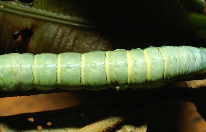 Fig. 6 Dorsal entero <i>Phuphena multilinea</i> (Noctuidae, alimentándose en <i>Salpichlaena volubilis</i> (Blechnaceae), Sector San Cristobal, Río Blanco Abajo, (elevación 500 metros). Colectada 20 Junio 2001  (01-SRNP-2233-DHJ61151.jpg).