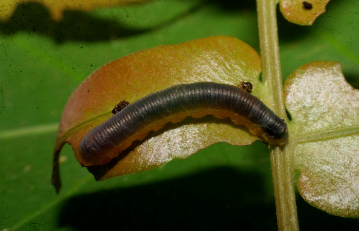 Fig. 12 Dorsal entero <i>Phuphena cilix</i> (Noctuidae, alimentándose en <i>Blechnum occidentale</i> (Blechnaceae), Sector Del Oro, Quebrada Trigal, (elevación 290 metros). Colectada 16 Junio 2009 (09-SRNP-21479-DHJ466083.jpg).