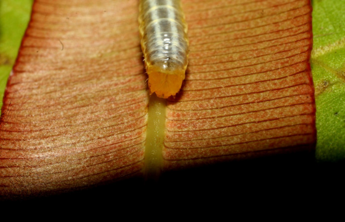 Fig. 5 Cabeza <i>Phuphena multilinea</i> (Noctuidae, alimentándose en <i>Salpichlaena volubilis</i> (Blechnaceae), Sector pitilla, Estacion Pitilla, (elevación 675 metros). Colectada 10 Junio 2009 (09-SRNP-31691-DHJ458758.jpg).